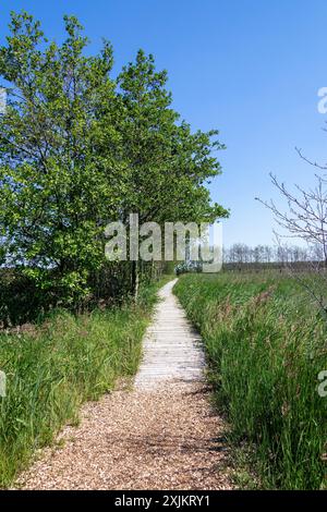 Rundwanderweg, Bäume, Gras, Holzsteg, Darsser Ort, geboren a. Darss, Mecklenburg-Vorpommern, Deutschland Stockfoto