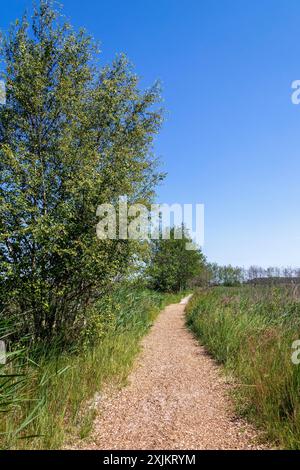 Rundwanderweg, Bäume, Gras, Darsser Ort, geb. a. Darss, Mecklenburg-Vorpommern, Deutschland Stockfoto