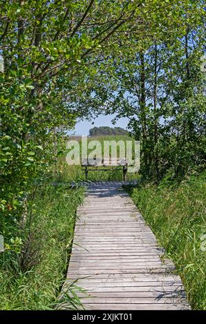 Rundwanderweg, Bäume, Gras, Holzsteg, Bank, Darsser Ort, geb. A. Darss, Mecklenburg-Vorpommern, Deutschland Stockfoto