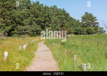 Bäume, Schilfgras, Rundwanderweg, Darsser Ort, geb. a. Darss, Mecklenburg-Vorpommern, Deutschland Stockfoto