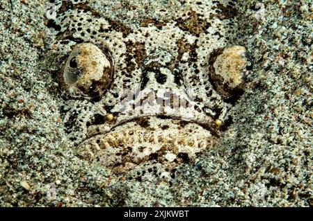 Skygazer (Uranoscopus Scaber) liegt halb in Sand begraben auf dem Meeresboden, der nach Beute lauert, im Pazifik, in der Philippinischen See, auf den Philippinen Stockfoto