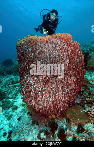 Taucher mit Blick auf den beleuchteten Riesenfass-Schwamm (Xestospongia muta) Vase-Schwamm, Pazifik, Philippinische See, Philippinen Stockfoto