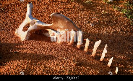 Saudi-Arabien, Kamelknochen in der Wüste, Wüstensand, Naher Osten Stockfoto