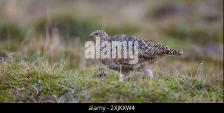 Steinptarmigan, Svalbard Rock Ptarmigan, Ptarmigan, (Lagopus mutus), Lagopus muta hyperbore), weiblich, Longyearbyen, Svalbard / Spitzbergen, Norwegen Stockfoto