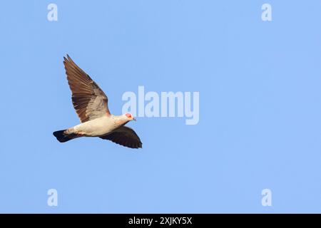 Afrika, Gambia, gesprenkelte Taube (Columba guinea), Pigeon roussard, Paloma de Guinea, Tauben, Marakissa River Camp Canoe Tri, Marakissa Stockfoto