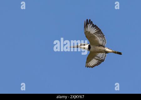 rattenvogel (Ceryle rudis), Alcyon Pie, Martin Pescador Pio, Marakissa River Camp Marakissa, South Bank, Gambia Stockfoto