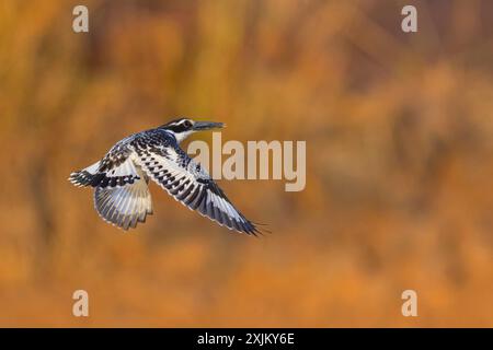 rattenvogel (Ceryle rudis), Alcyon Pie, Martin Pescador Pio, Marakissa River Camp Marakissa, South Bank, Gambia Stockfoto