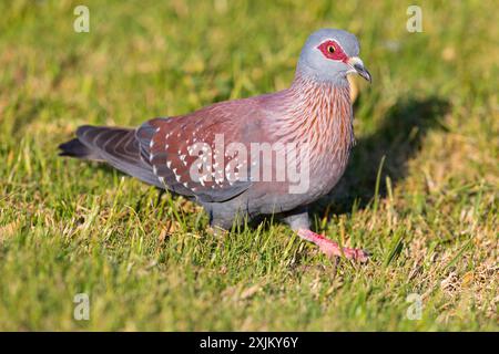 Afrika, Gambia, gesprenkelte Taube (Columba guinea), Pigeon roussard, Paloma de Guinea, Tauben, Marakissa River Camp Marakissa, South Bank Stockfoto