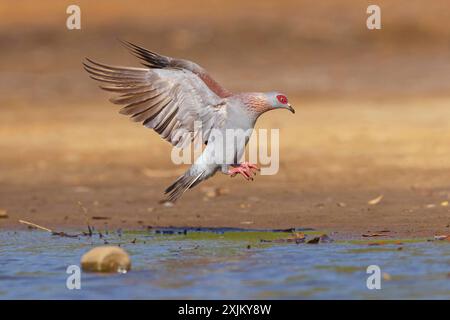 Afrika, Gambia, gesprenkelte Taube (Columba guinea), Pigeon roussard, Paloma de Guinea, Tauben, Marakissa River Camp Canoe Tri, Marakissa Stockfoto