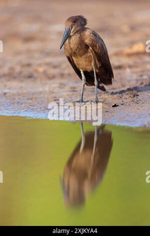 Hammerhead, Hammerhead, Hamerkop, (Scopus umbretta), Ombrette africaine, Avemartillo, Shadebird, Waterbird, Marakissa River Camp / Kanu Tri Stockfoto