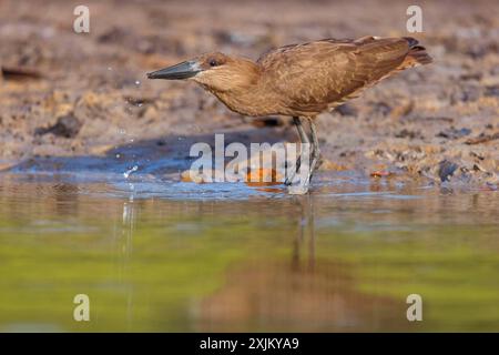 Hammerhead, Hammerhead, Hamerkop, (Scopus umbretta), Ombrette africaine, Avemartillo, Shadebird, Waterbird, Marakissa River Camp / Kanu Tri Stockfoto