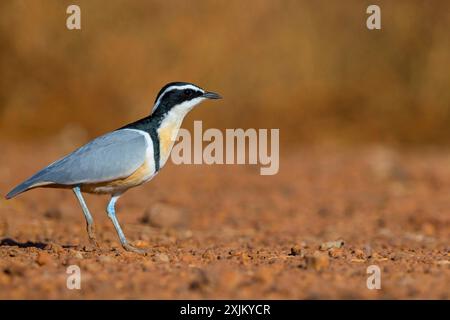Krokodilvogel (Pluvianus aegytpticus), Krokodilvogel, ägyptischer Plover, Pluvian fluviatile, Pluvial, Njau und Umgebung, Njau, North Bank, Gambia Stockfoto
