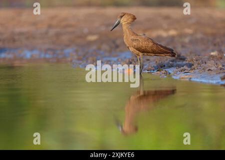 Hammerhead, Hammerhead, Hamerkop, (Scopus umbretta), Ombrette africaine, Avemartillo, Shadebird, Waterbird, Marakissa River Camp / Kanu Tri Stockfoto