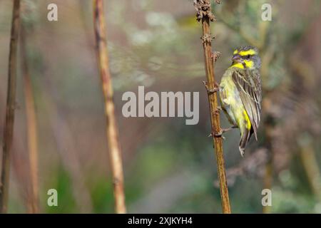 Mosambik Kanarienvogel, Crithagra mozambica, Serinus mozambicus, Gelbfrontenkanarienvogel, Serin du Mosambik, Tendaba Camp / Tendaba Photo Hide, Kwinella Stockfoto