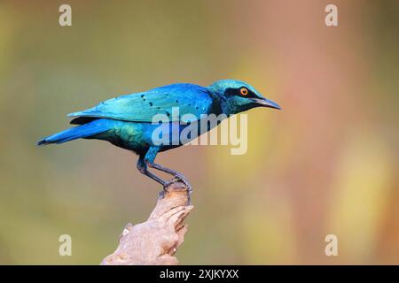 Blauohriger Starling (Lamprotornis chloropterus), Tendaba Camp / Tendaba Photo Hid, Kwinella, South Bank, Gambia Stockfoto