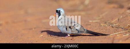 Cape Dove, (Oena capensi), Straße N4 nach Kaolack, Firgui, Senegal Stockfoto