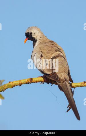 Cape Dove, (Oena capensi), Straße N4 nach Kaolack, Firgui, Senegal Stockfoto