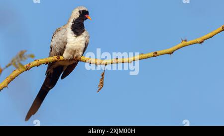 Cape Dove, (Oena capensi), Straße N4 nach Kaolack, Firgui, Senegal Stockfoto