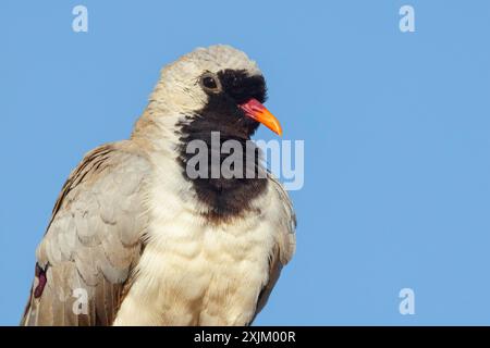 Cape Dove, (Oena capensi), Straße N4 nach Kaolack, Firgui, Senegal Stockfoto