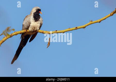 Cape Dove, (Oena capensi), Straße N4 nach Kaolack, Firgui, Senegal Stockfoto