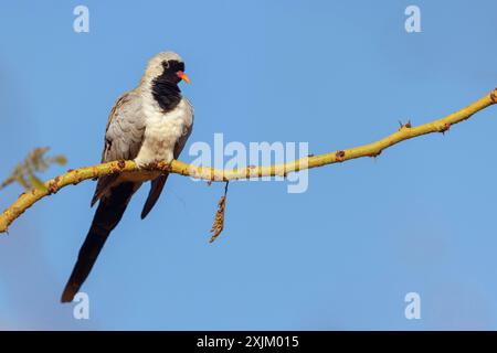 Cape Dove, (Oena capensi), Straße N4 nach Kaolack, Firgui, Senegal Stockfoto