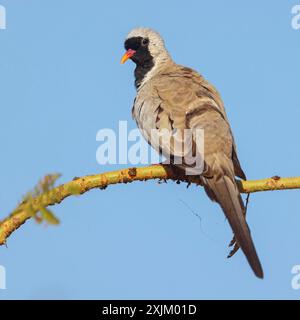 Cape Dove, (Oena capensi), Straße N4 nach Kaolack, Firgui, Senegal Stockfoto