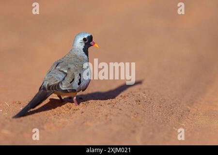 Cape Dove, (Oena capensi), Straße N4 nach Kaolack, Firgui, Senegal Stockfoto