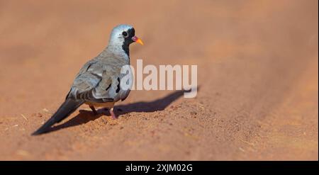 Cape Dove, (Oena capensi), Straße N4 nach Kaolack, Firgui, Senegal Stockfoto