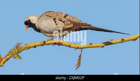 Cape Dove, (Oena capensi), Straße N4 nach Kaolack, Firgui, Senegal Stockfoto