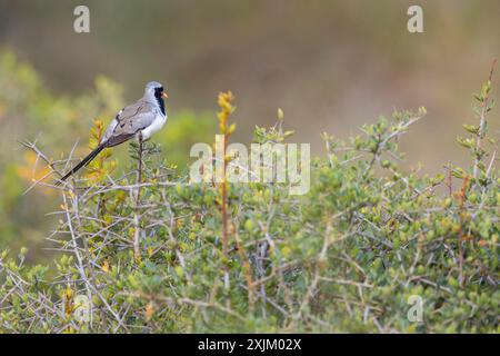 Cape Dove, (Oena capensi), Straße N4 nach Kaolack, Firgui, Senegal Stockfoto