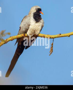 Cape Dove, (Oena capensi), Straße N4 nach Kaolack, Firgui, Senegal Stockfoto