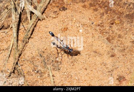 Die Wasp mit Fadenbund jagt nach Raupen, die sie mit ihrem Stachel lähmt. Diese werden in einen vorbereiteten Bruttunnel zurückgebracht Stockfoto