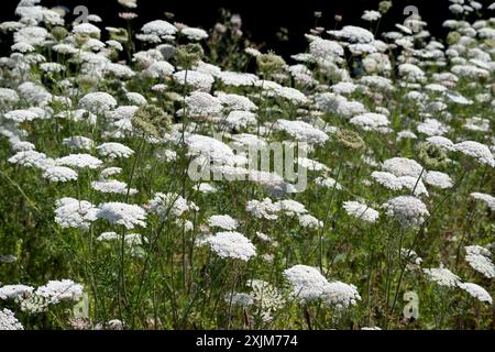 Wilde Möhre (Daucus carota) blüht im Sommer, Warwickshire, Vereinigtes Königreich Stockfoto