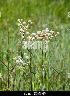 Die weißen Blumen des Klapperschlangen-Meisters in einer Prärie im Norden von Illinois. Stockfoto