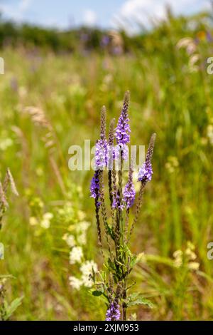 Die violetten Blütenstiele des Eisenkraut in einer Prärie in Illinois. Stockfoto