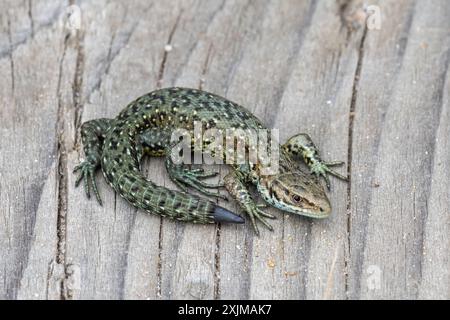 Vivipara (Zootoca vivipara), die sich auf einer Holzstege in Thursley Common NNR, Surrey, England, Großbritannien, sonnt Stockfoto