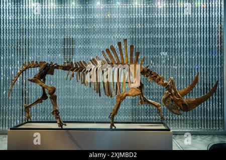 Vorhang von Swarovski-Kristallen und fossiles Skelett von sibirischen Wollnashörnern (Coelodonta antiquitatis), Sa Bassa Blanca Museum (msbb) Yannick Stockfoto