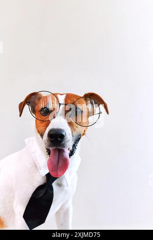 Der bezaubernde Boss Jack Russel Terrierhund mit der Zunge, der Brille und Krawatte trägt. Freiberuflicher Mitarbeiter arbeiten vom Home Office aus. Blick auf die Kamera. Finanziell Stockfoto