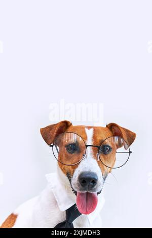 Der bezaubernde Boss Jack Russel Terrierhund mit der Zunge, der Brille und Krawatte trägt. Freiberuflicher Mitarbeiter arbeiten vom Home Office aus. Blick auf die Kamera. Finanziell Stockfoto