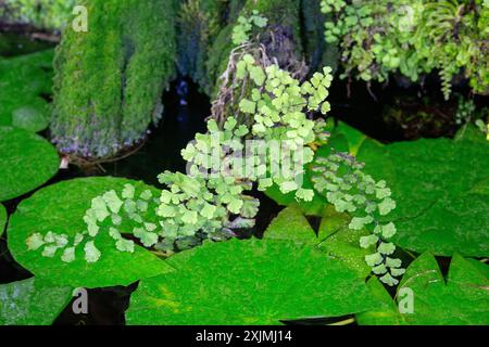 Südliche Maidenhaarfarn (Adiantum capillus-veneris), Pteridaceae. Staudenkrautfarn, Zierpflanze. Stockfoto