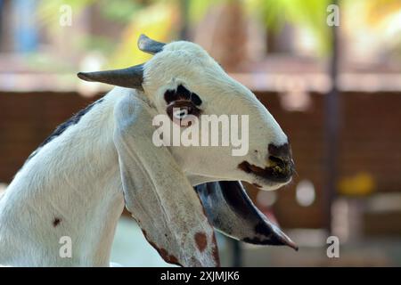 Die schöne Ziege ist aus der Nähe Stockfoto