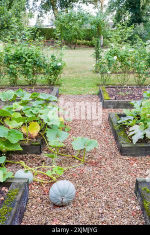 Winter Squash Crown Prince wächst im Herbst in einem Gemüsegarten, Großbritannien. Großer englischer Garten im Hintergrund Stockfoto