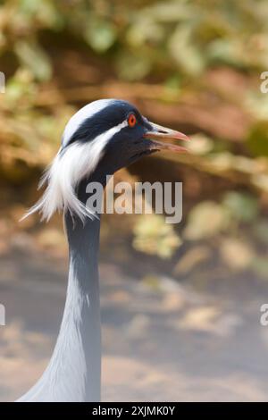 Demoniselle Kran Nahaufnahme Stockfoto