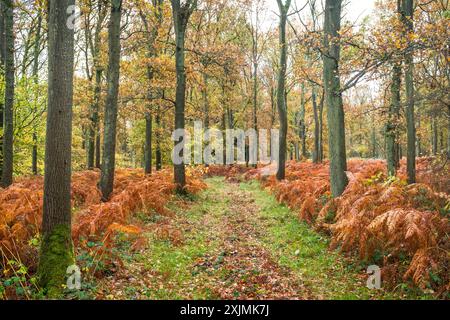 Bäume mit Herbstlaub mit einem Fußweg durch Wälder, Aylesbury Vale, Buckinghamshire, Großbritannien Stockfoto