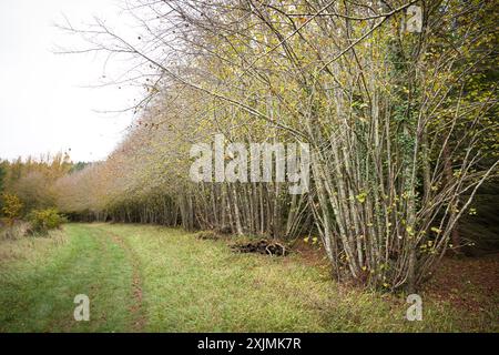 Koppicing. Alte Reihe oder Allee mit gehäuften kleinblättrigen Linden im Wald in den Chiltern Hills. Wendover, Buckinghamshire, Großbritannien Stockfoto