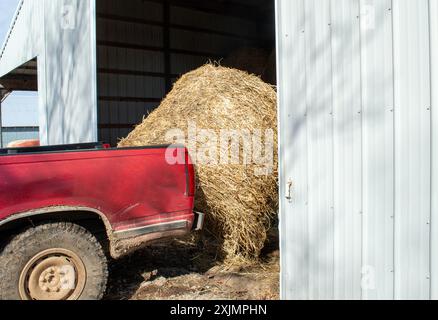 Ein roter, mit einem Ballenspeer ausgerüsteter Lkw wird verwendet, um Heuballen von der Scheune auf die Weide für das Vieh in Missouri zu transportieren. Stockfoto