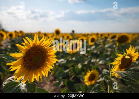 Ein großes wunderschönes Sonnenblumenfeld vor einem blauen Himmel mit Wolken. Stockfoto