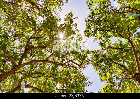 Beobachten der Sonne durch die Äste der Bäume an einem klaren Tag Stockfoto