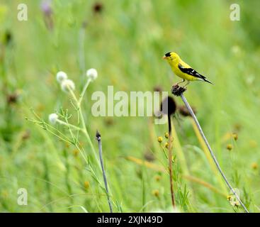 Männlicher amerikanischer Goldfinch (Spinus tristis) in einer Iowa Prairie Stockfoto