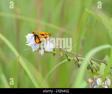 Feuriger Skipper (Hylephila phyleus) auf lila Blume in einer Iowa Prairie Stockfoto